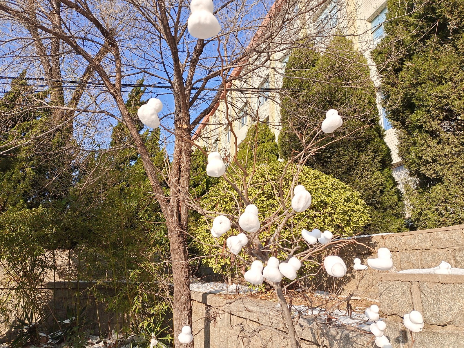 雪做的鸭子树。赵龙博 鲁东大学文学院