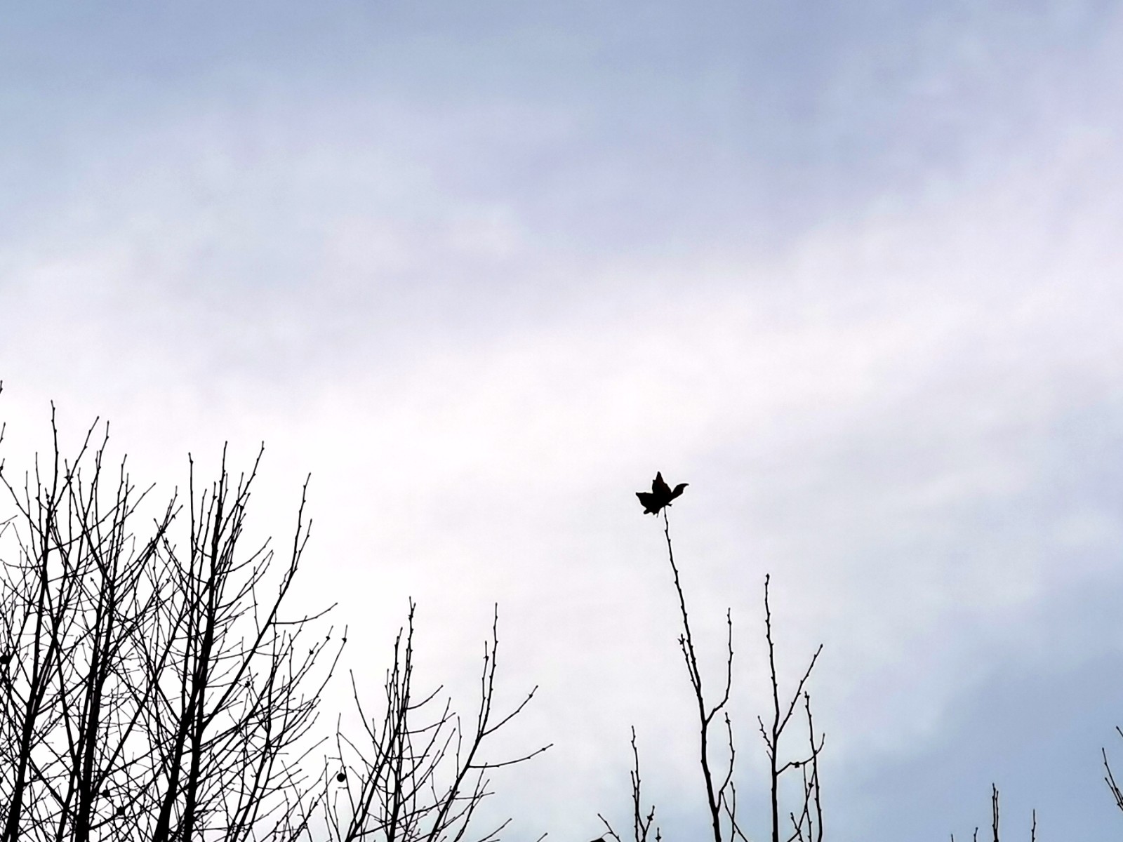 展翅飞越冬天——山东大学中心校区，光秃秃的梧桐树上留下一片叶子，像展翅飞翔的鸟儿，它是想要飞越冬天吧。 甘传昀 山东大学文学院