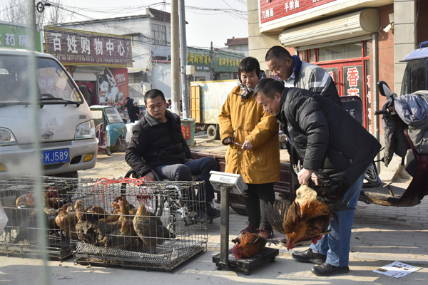 12月20日上午，在茌平区洪官镇大集上，郎廷秀在集市上卖饲养的家鸡。