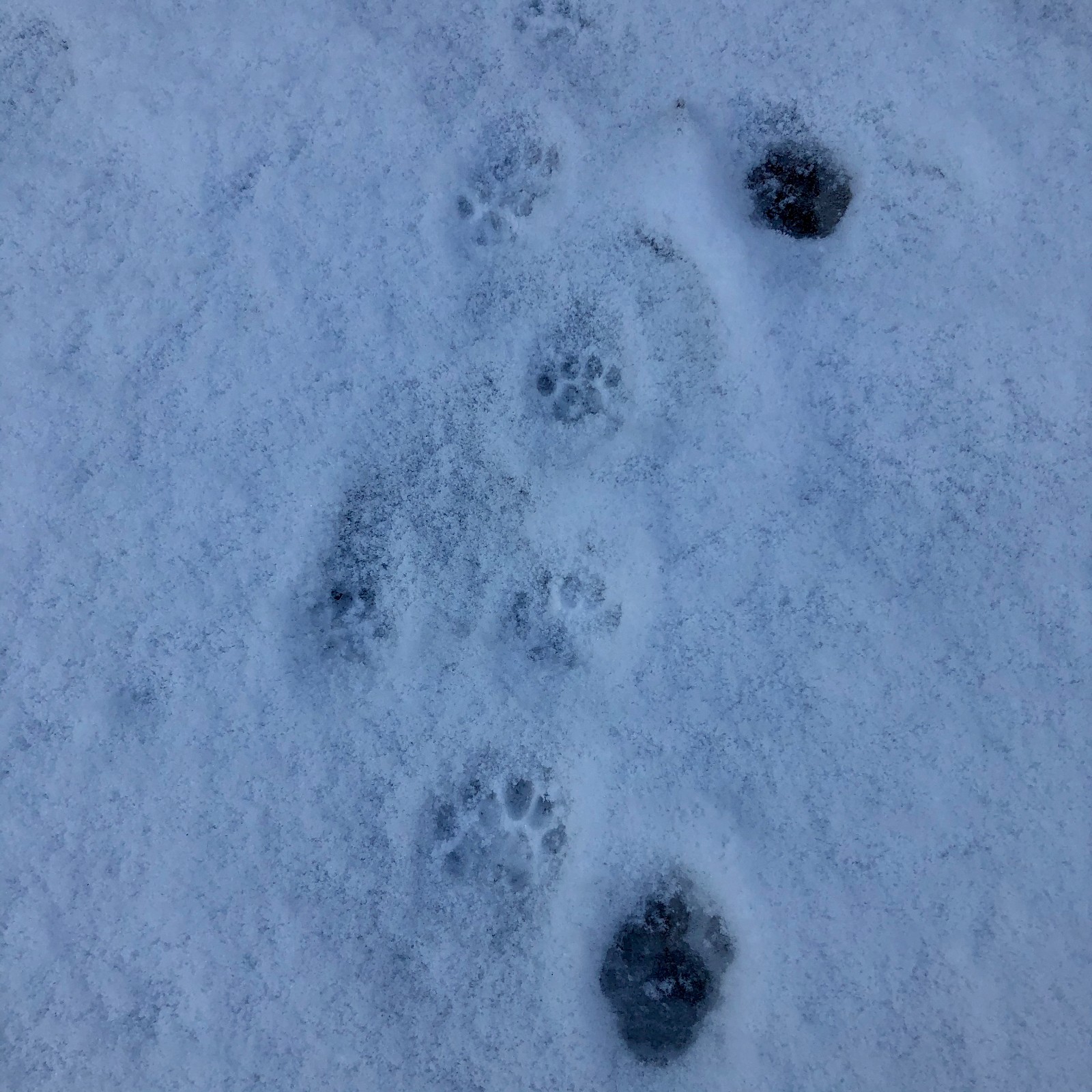 雪后初晴，留下了晴朗的天，憨憨的雪人，猫咪的脚印。 苏珊 山东大学本科生院