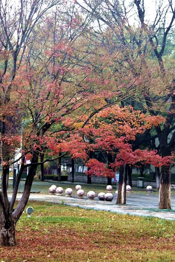 济南的冬天比较暖和，山大中心校区恬静而温柔。高子芸 山东大学
