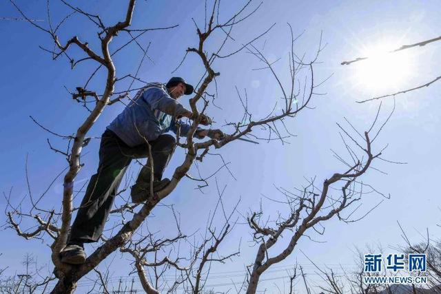 2月17日，山东省青州市云门山街道付家村的桃农在修剪桃树