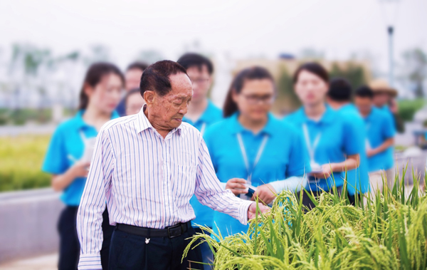 袁隆平院士在青岛海水稻研发中心调研。