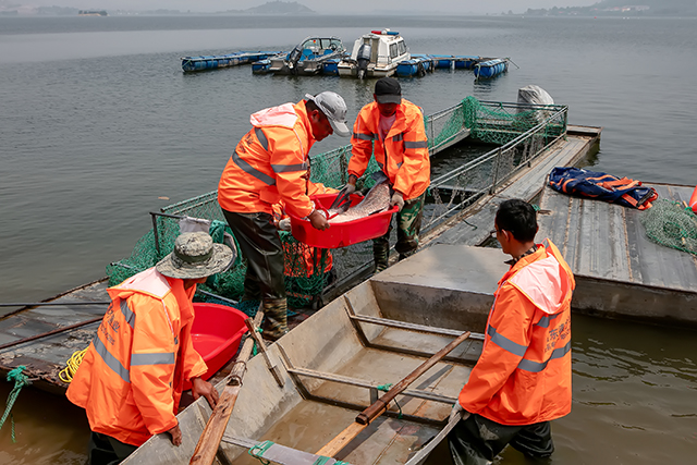 5月22日，枣庄市山亭区冯卯镇岩马湖夏季开捕后，渔民将捕获的80斤青鱼放生。