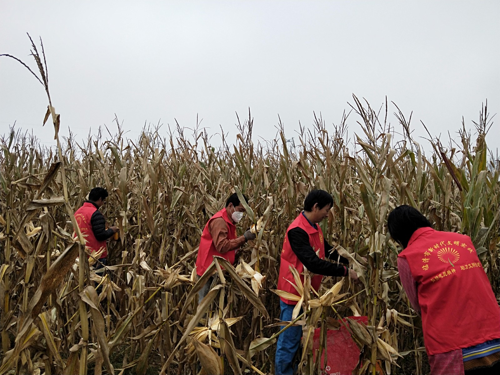 临清市党员干部在田间帮助农户抢收玉米。（□记者 李丽 通讯员 马朝霞 姚晓楠 报道）