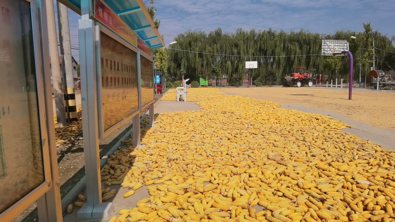 济阳区回河街道寺前刘村广场上堆满了正在晾晒的玉米。（□记者 李丽 报道）