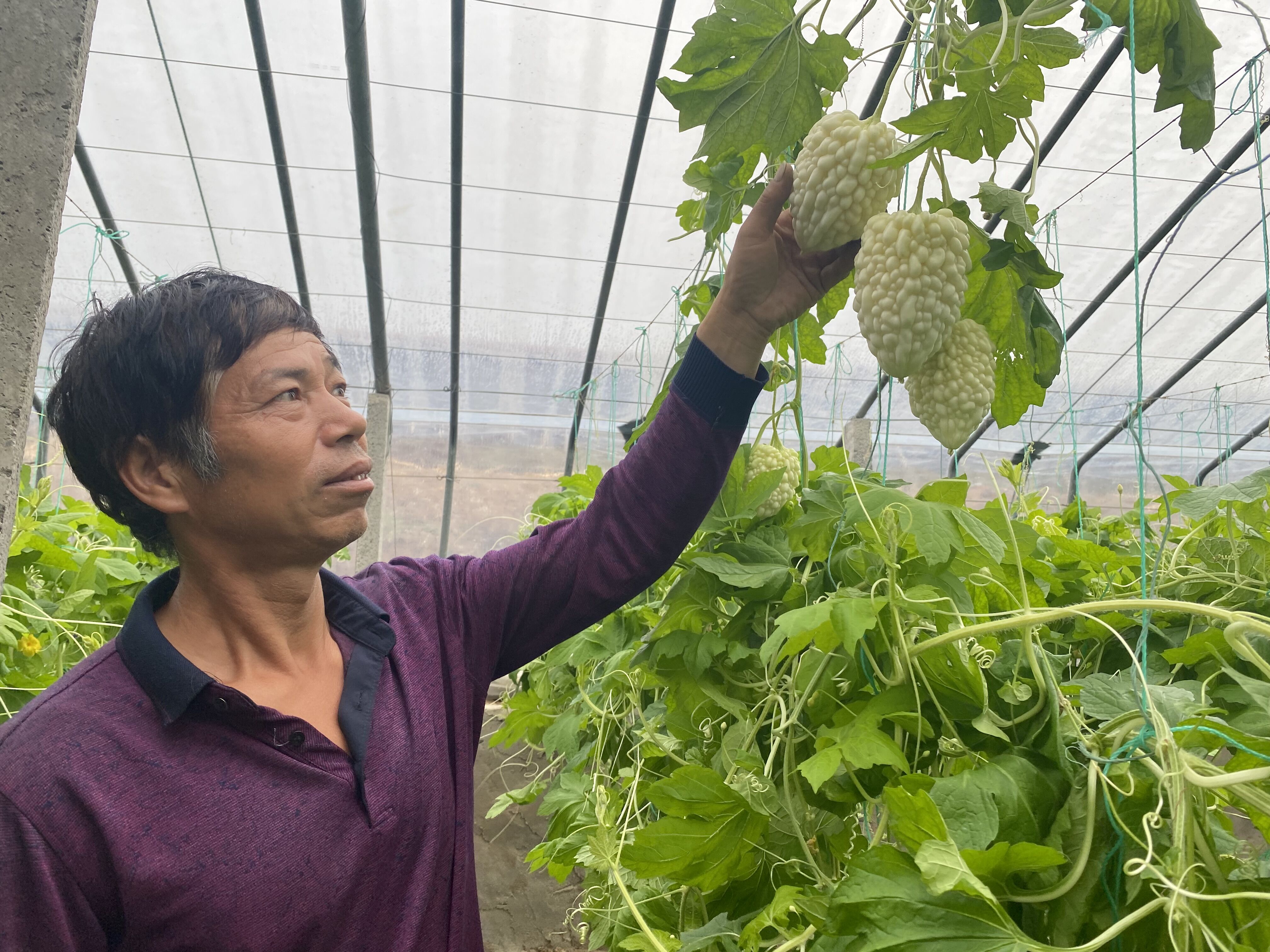 寿光市孙家集街道胡营孙村菜农桑明刚管理大棚里的苹果苦瓜。