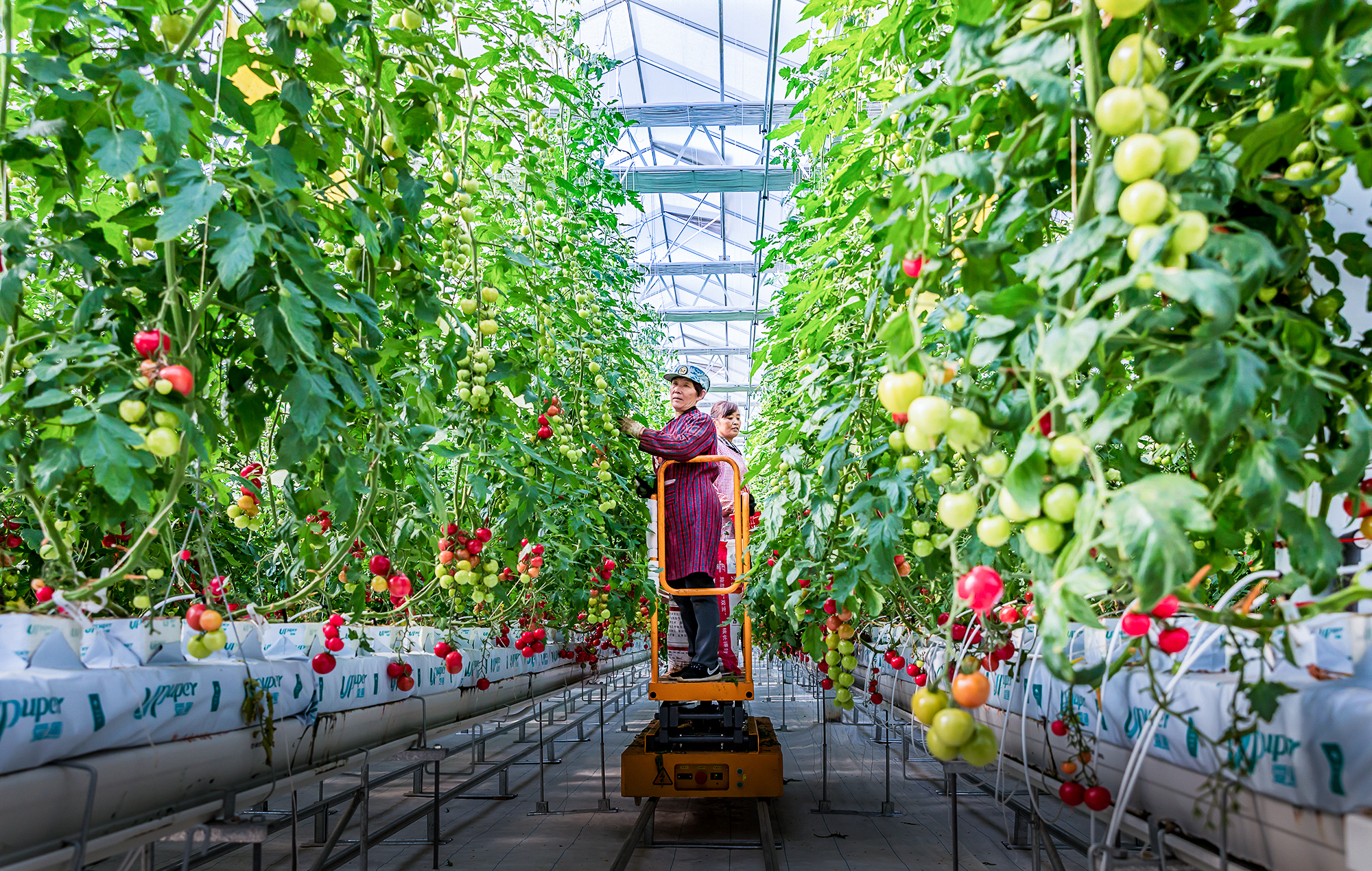 济宁市兖州区牛楼现代农业产业园项目内，工人正在修剪番茄。（记者 吕光社 通讯员 张学成 报道）