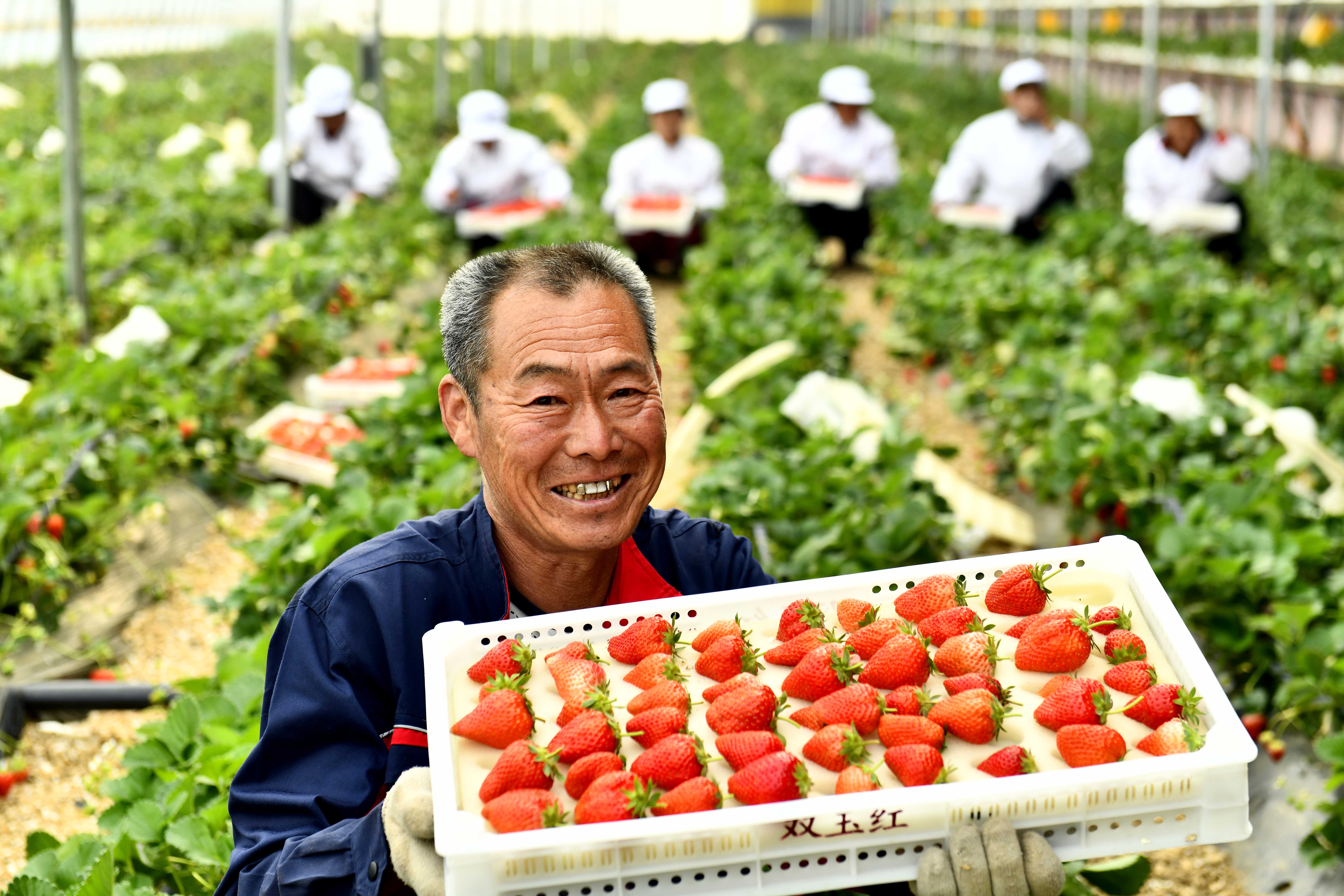 在位于乳山市乳山寨镇的威海广源红农业专业合作社，果农展示新采摘的草莓。