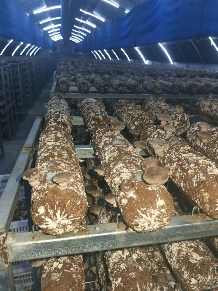 位于淄博市淄川经济开发区的山东七河生物科技股份有限公司，香菇大棚生产全部实现数字化智能控制。