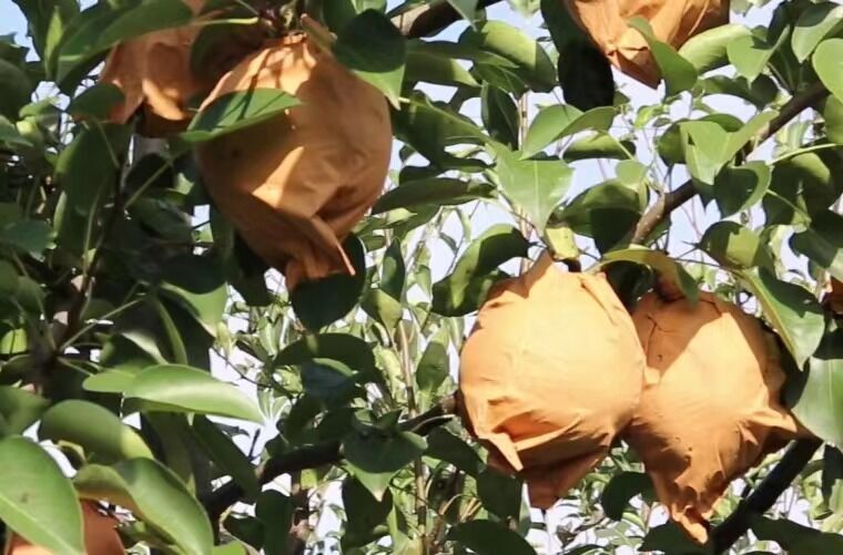 由砀山酥梨和新疆新梨七号杂交并实现“超亲遗传”的山农酥梨在菏泽等地大面积栽植成功。