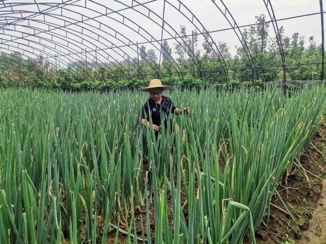章丘大葱研究所所长魏丙尧在章丘大葱良种繁育基地试验田里进行田间试验。