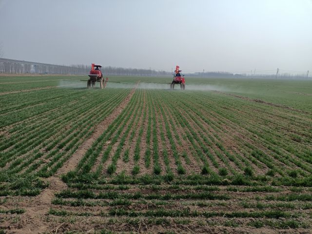 齐河县金穗粮食种植专业合作社工作人员正驾驶植保机喷洒除草剂。（□记者 李丽 报道）