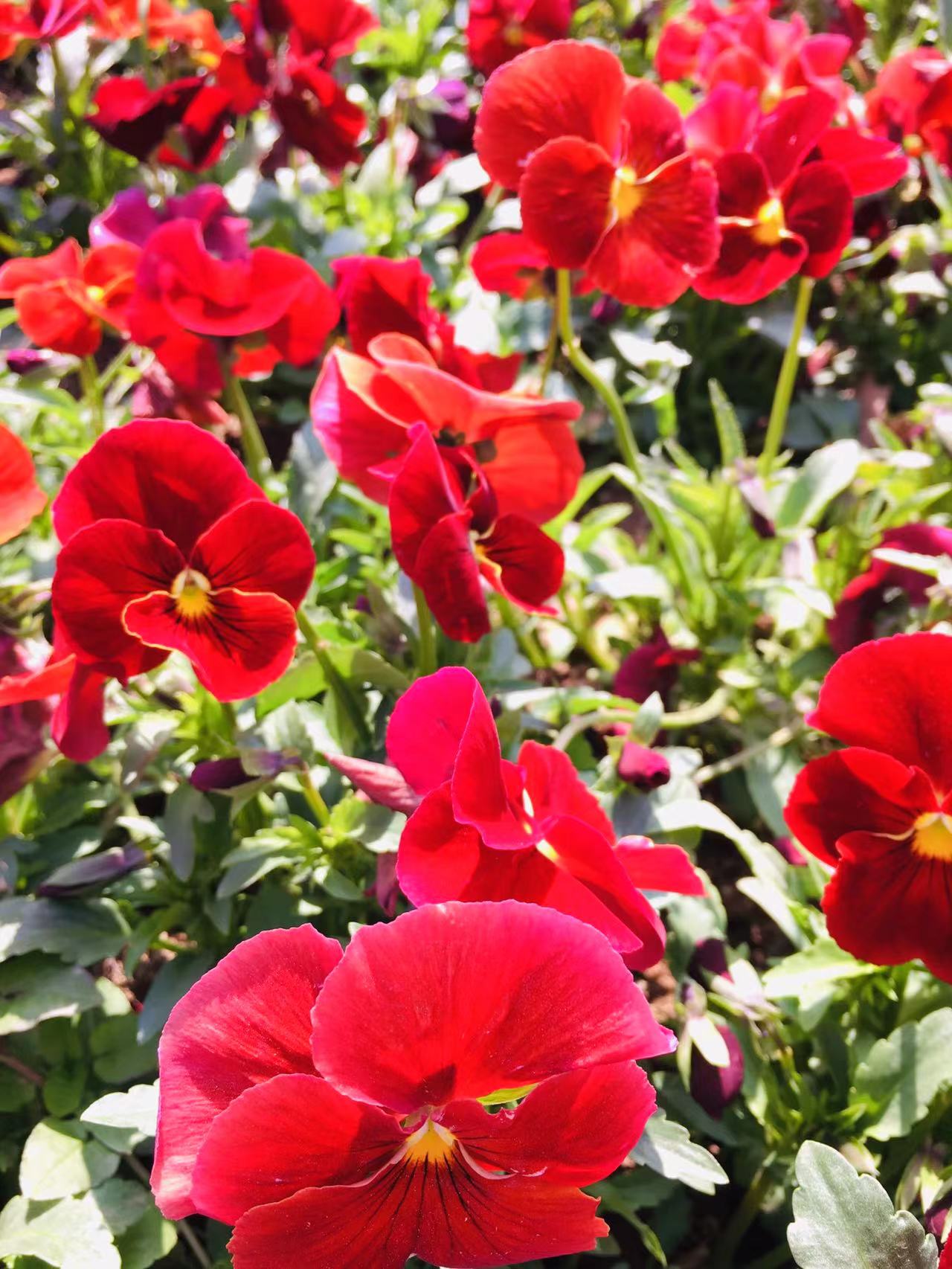 花花 枣庄新城花团锦簇三色堇