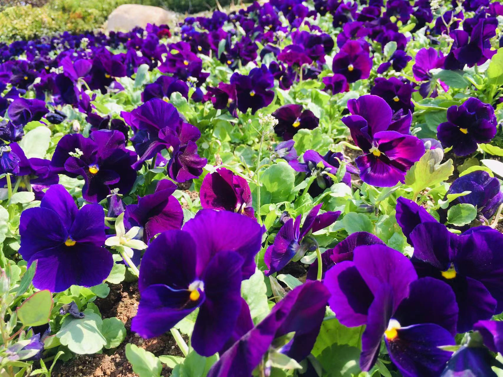 枣庄新城花团锦簇三色堇