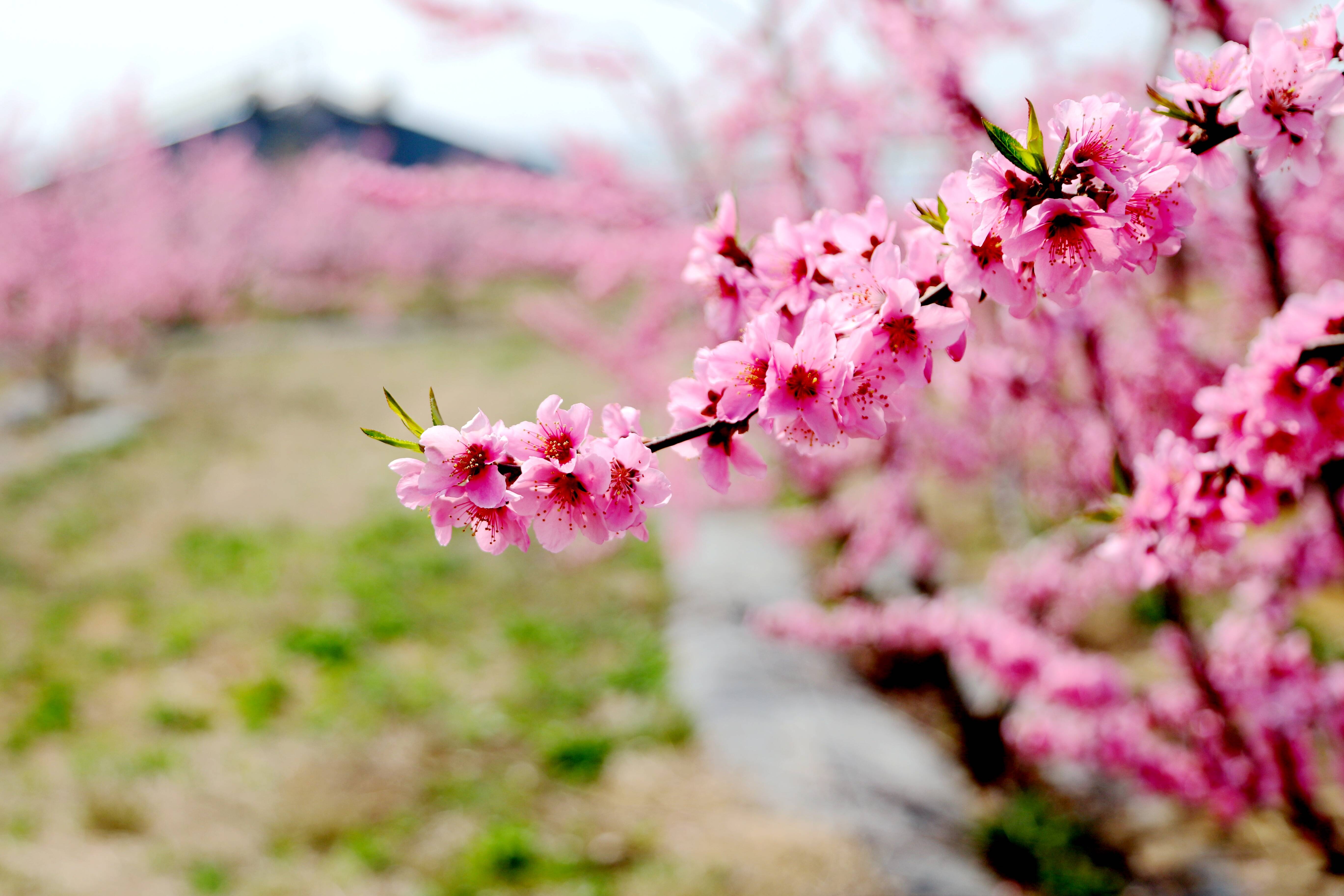 50张图片告诉你，中国的春天有多惊艳！|太湖|樱花|油菜花_新浪新闻
