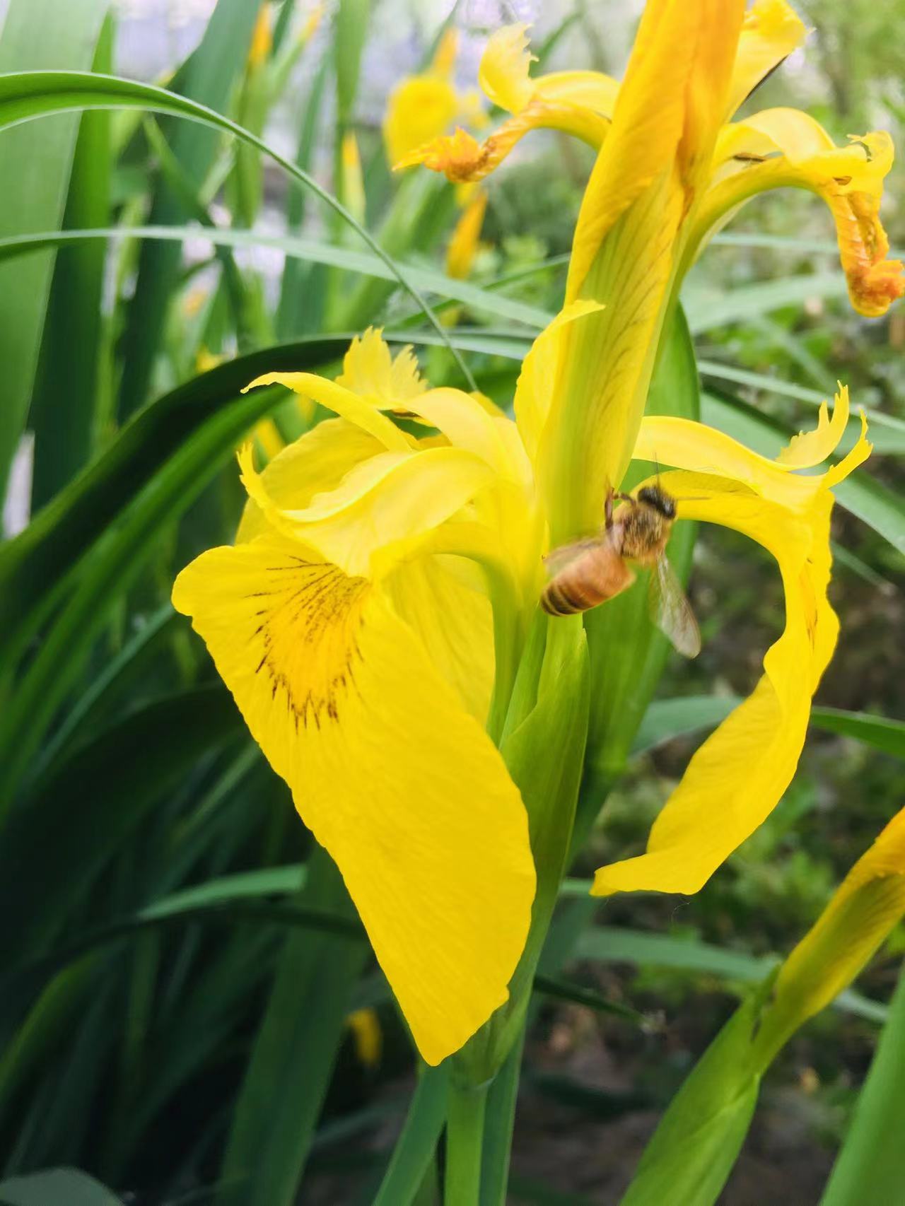 枣庄新城在水一方菖蒲花开