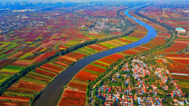 2021年9月22日，金乡县40万亩辣椒喜获丰收，从高空俯瞰，成片的辣椒与田地里其他作物相映，绚烂多彩，宛如一幅幅印象派画作。