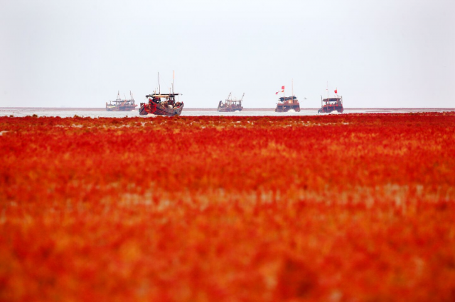 2021年9月11日，东营市滨海湿地滩涂上，有着“滩涂植被急先锋”之称的翅碱蓬给广袤的湿地滩涂遍铺一层“红地毯”。