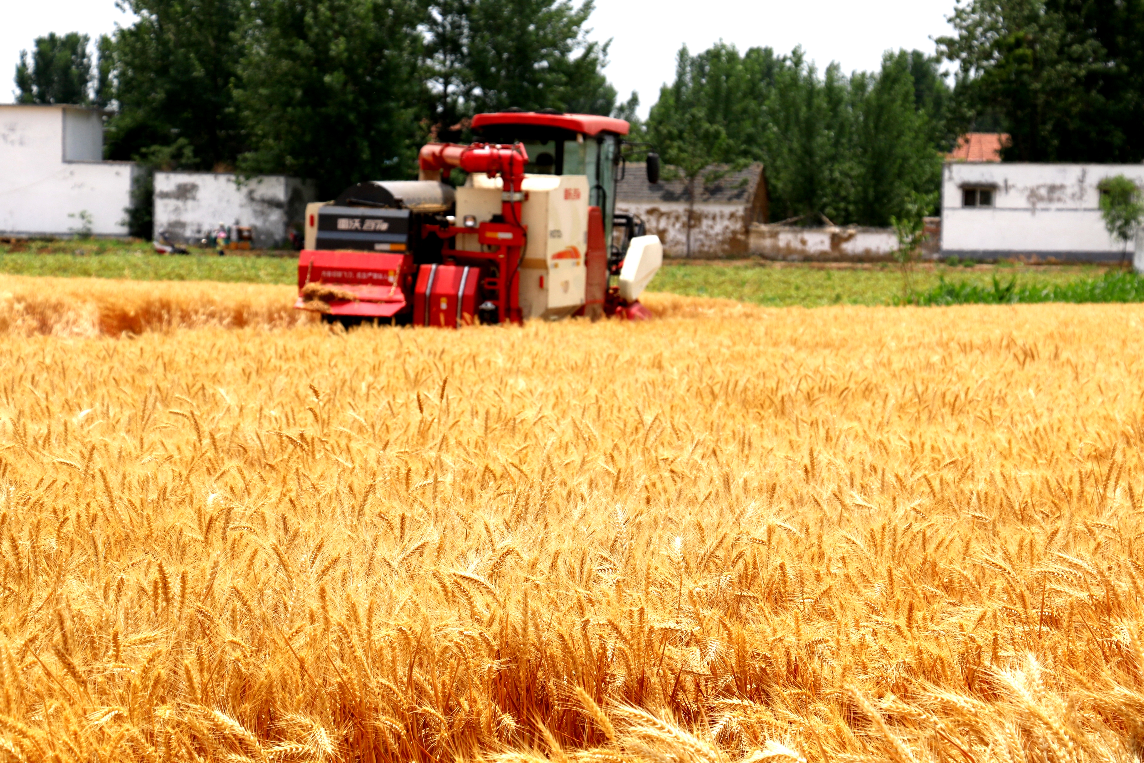 6月9日，在滕州超强筋小麦实打验收现场，山东省农科院培育的济麦44，平均产量达801.72公斤，刷新了全省超强筋小麦单产纪录。图为济麦44收割现场。（记者 孟令洋 卢鹏 报道）