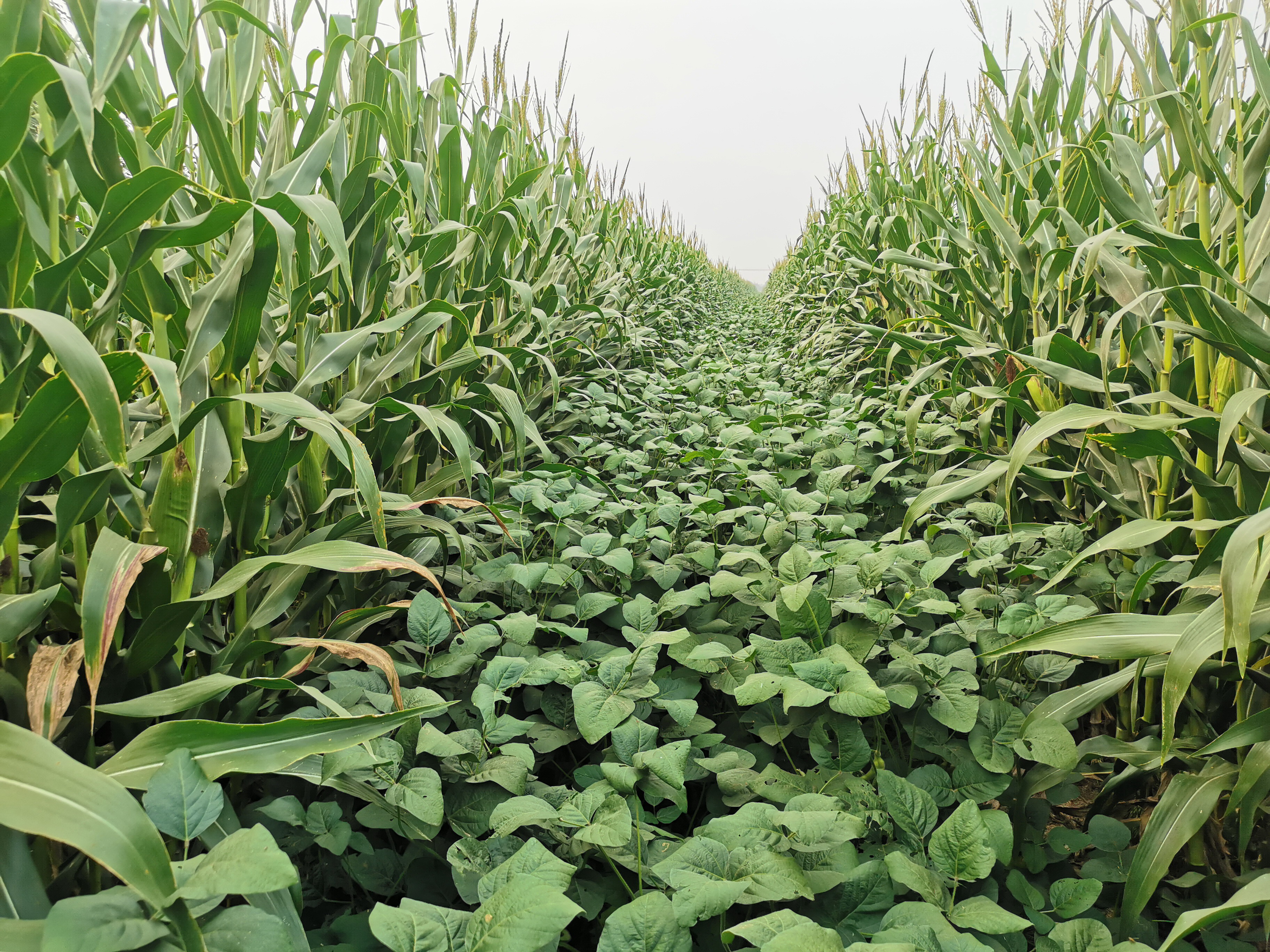 图为2021年禹城开展的大豆玉米带状复合种植试验。