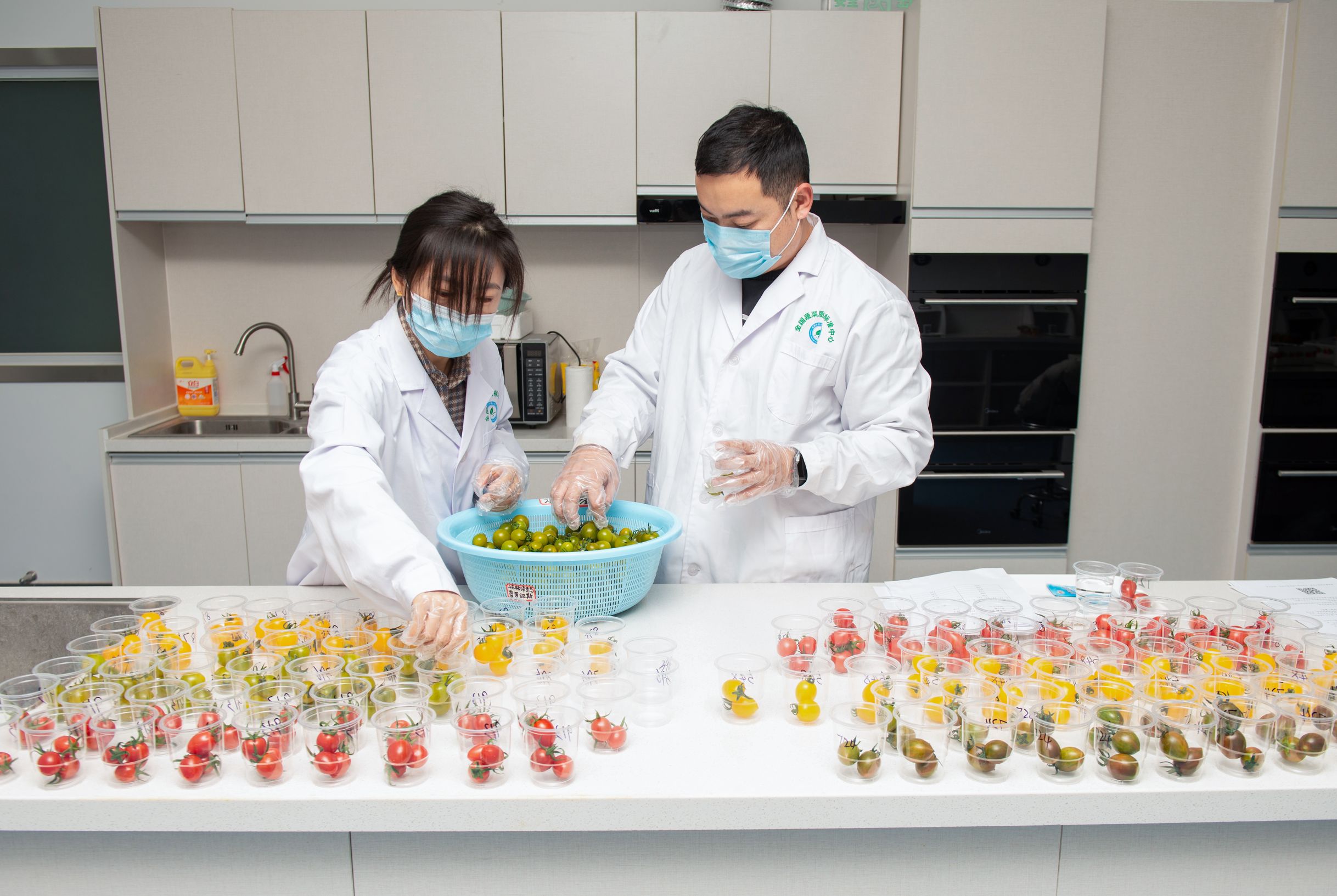 全国蔬菜质量标准中心工作人员正在准备口感番茄，供志愿者品尝，做感官实验。（□通讯员 李丹清 报道）