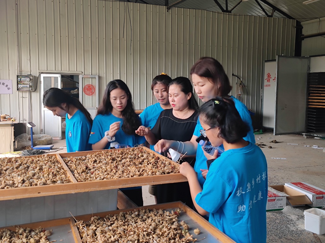 图为实践队在金银花种植基地开展调研  中国青年网通讯员 张玉驰 供图
