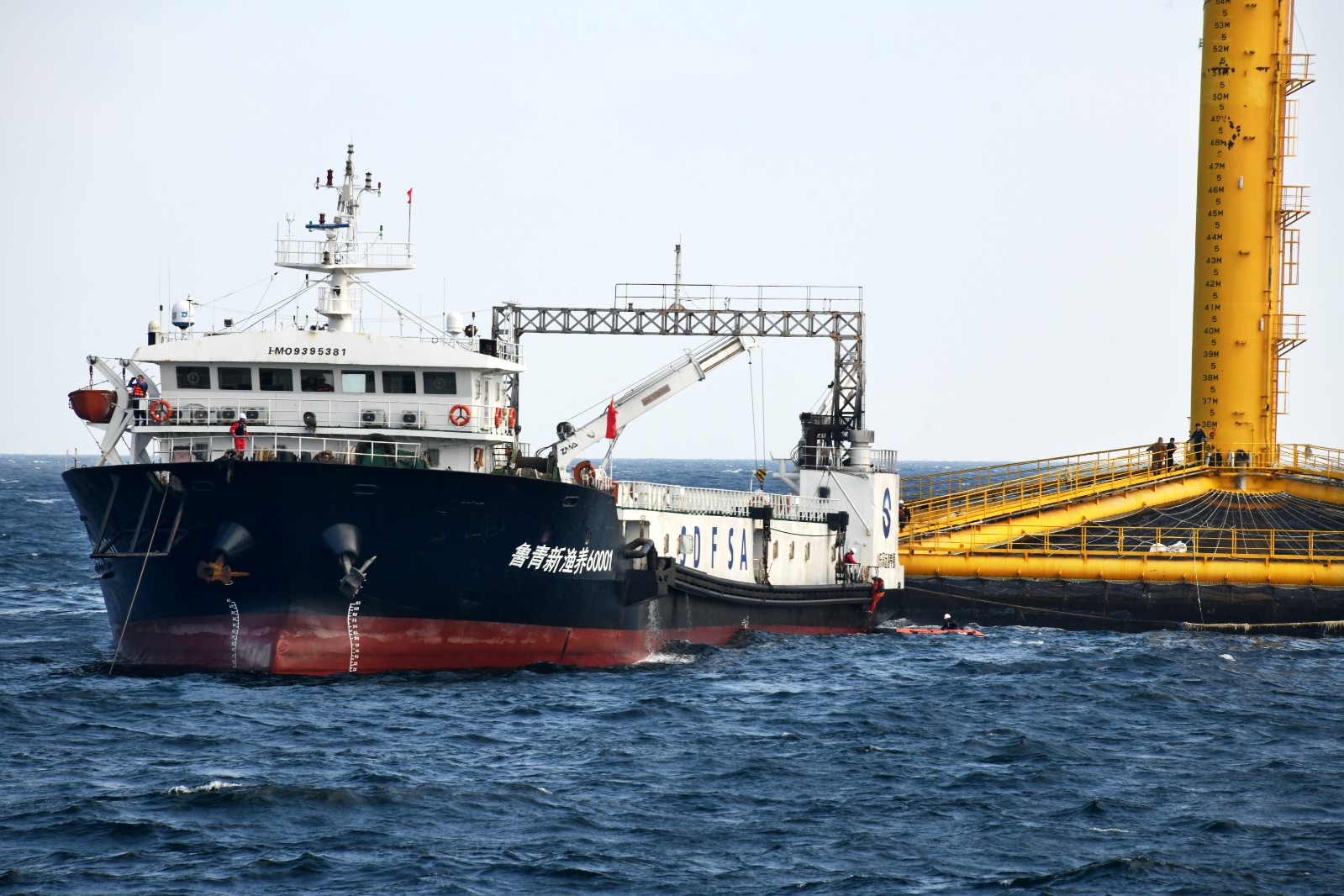 在青岛国家深远海绿色养殖试验区，养殖工船在“深蓝1号”网箱旁进行收鱼作业