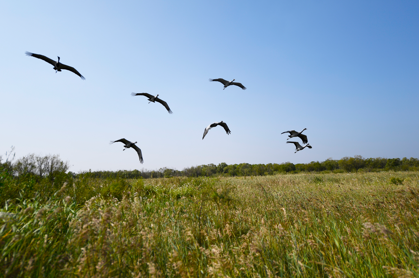 鸟儿在黄河三角洲国家级自然保护区内飞翔。（□新华社记者 范长国 报道）