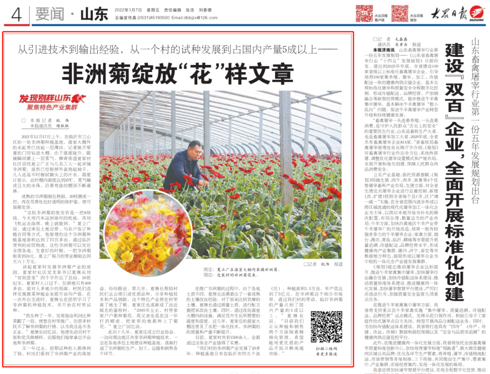 1月7日 4版 非洲菊绽放“花”样文章