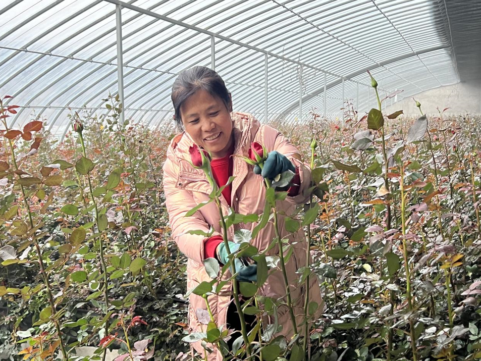 在莒县招贤镇大罗庄村的玫瑰大棚内，花农刘维香正在打理玫瑰花。