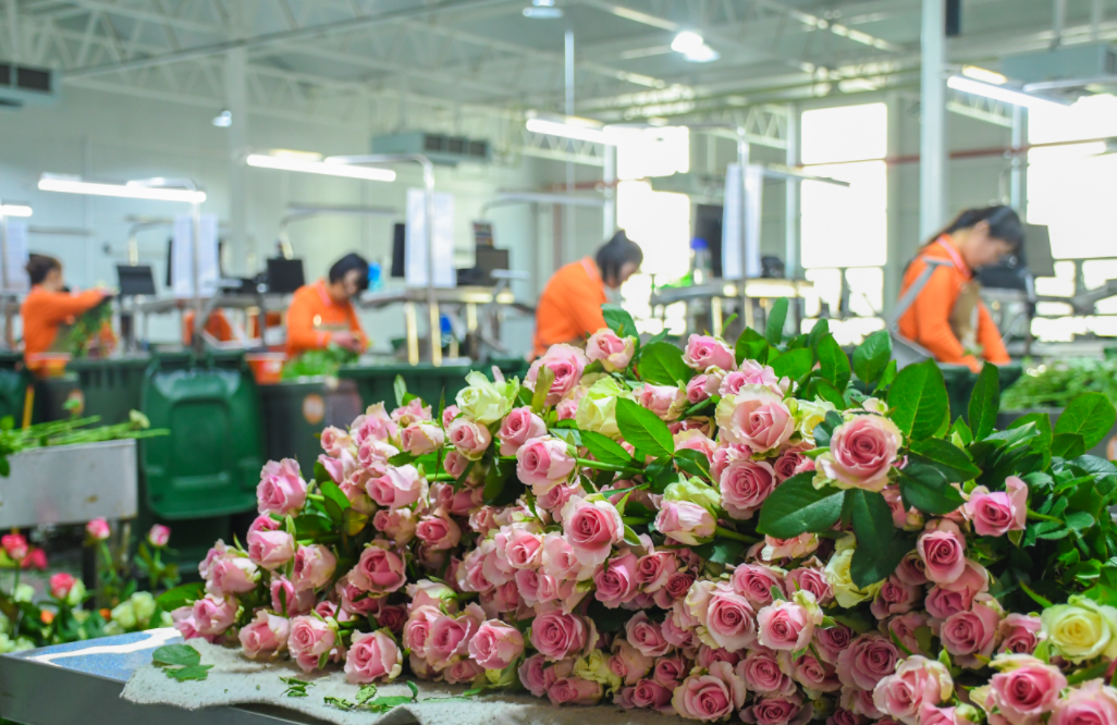 2月9日，莒县招贤曲坊现代农业产业园鲜花包装车间内，等待包装的鲜花和忙碌的工人。（□记者 栗晟皓 于新悦 报道）
