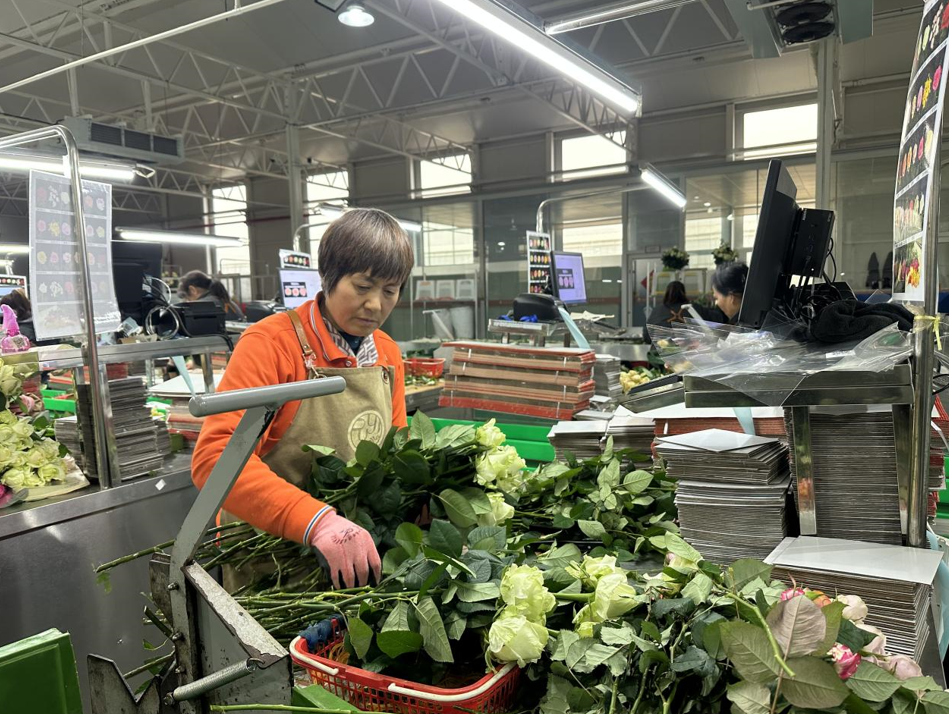 莒县招贤曲坊现代农业产业园鲜花包装车间里，工人正在对鲜花进行分级、包装