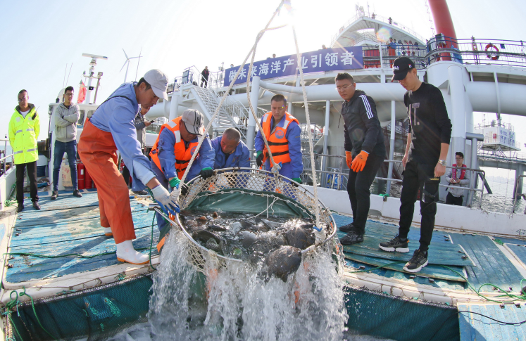 2020年10月30日，在山东烟台“耕海1号”海洋牧场综合体平台，工作人员将一批斑石鲷倒入运鱼船。