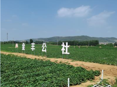 圖為沂南縣界湖街道棗林莊現代農業創業園。（記者 紀偉 報道）