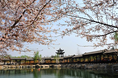 樱花