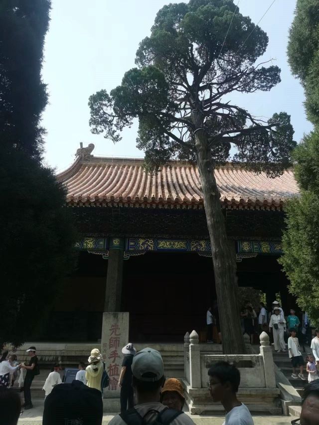 孔子手植桧，为三次更生后的遗木，犹生机盎然