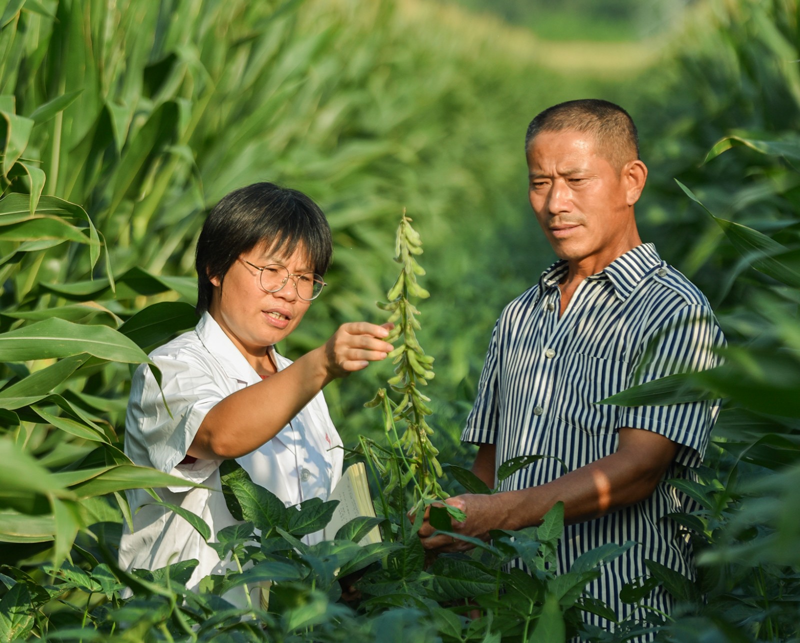 农技人员指导种植户种植