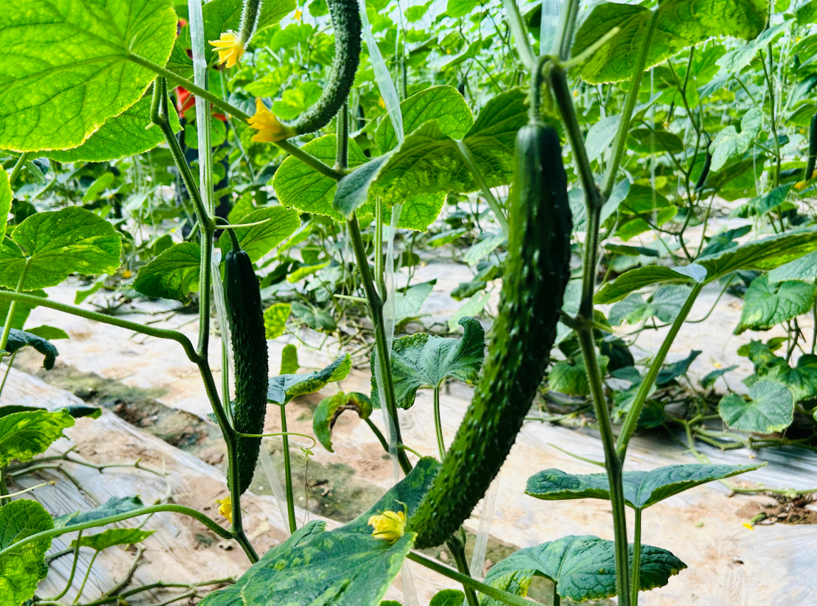 济南：给农业插上科技的翅膀，助力乡村振兴提质增效