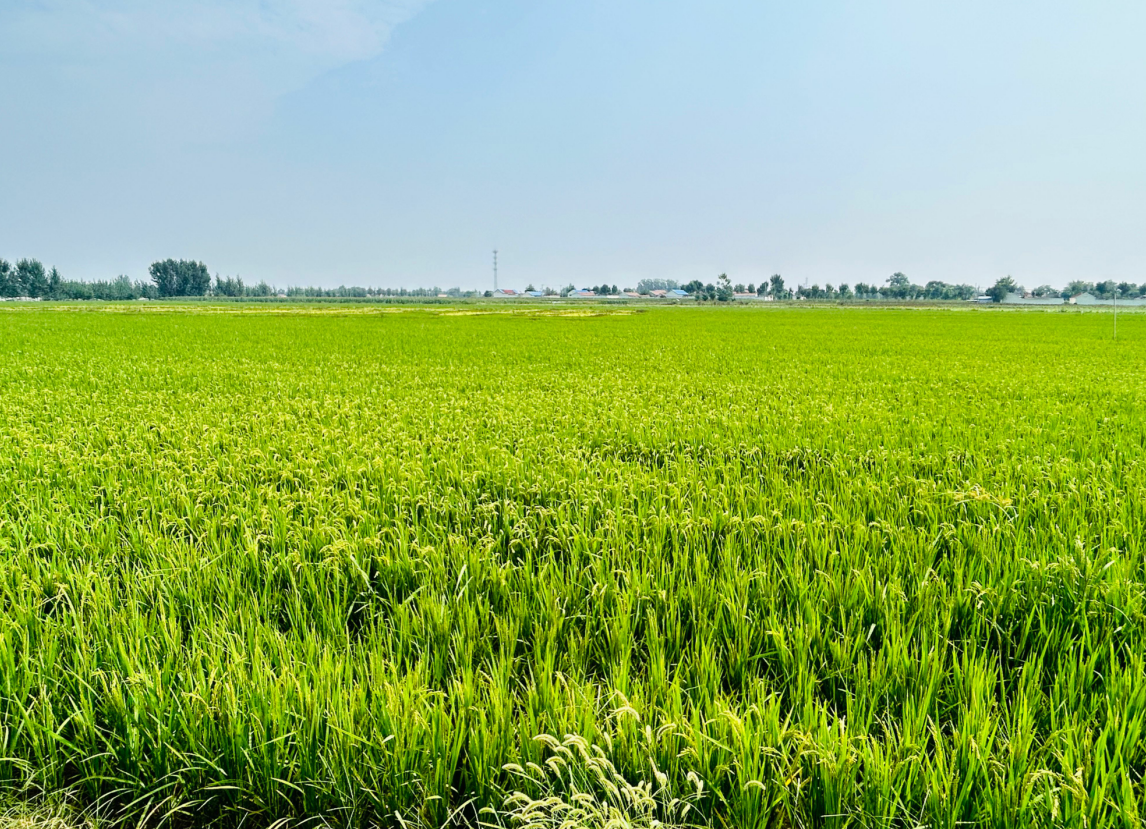 济南：给农业插上科技的翅膀，助力乡村振兴提质增效
