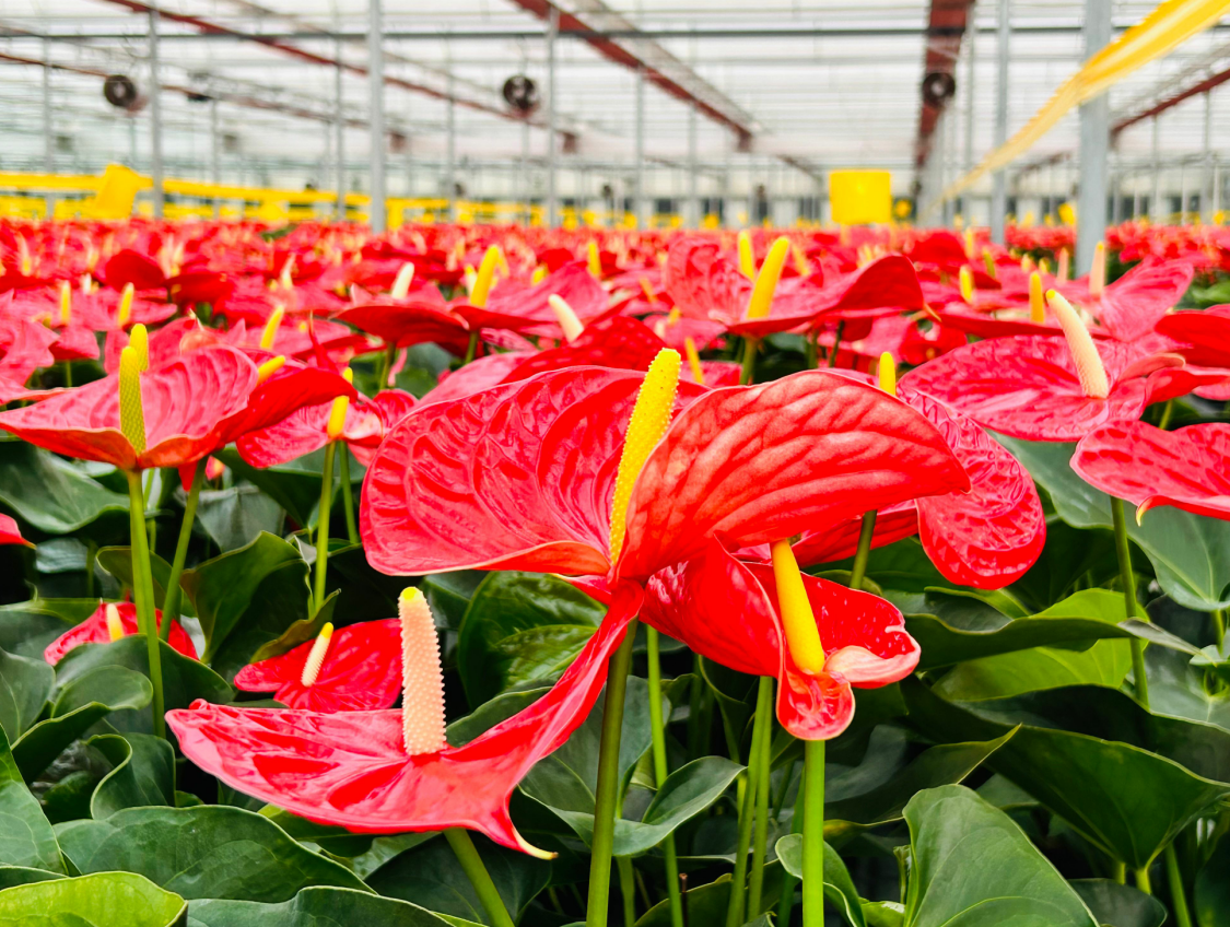 济南：给农业插上科技的翅膀，助力乡村振兴提质增效