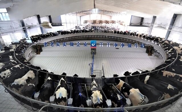 得益乳业上万头奶牛开始了一天的“挤奶之旅”。图源：海报新闻