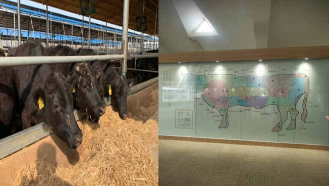 （左侧为高青黑牛，右侧为山东纽澜地何牛食品有限公司展厅图示黑牛不同部位 周学泽/摄）