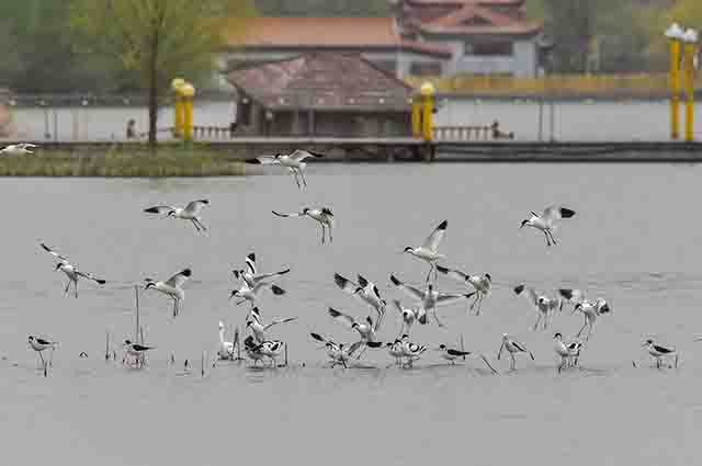 东昌湖上，成群的鸟儿。