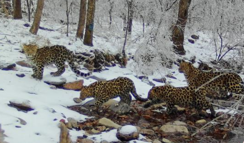 四只东北豹在林区散步。（资料图）东北虎豹国家公园管理局供图