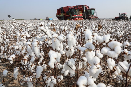 10月末，黄河三角洲盐碱地棉花机采作业忙。图源新华社