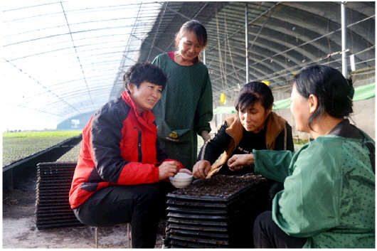 育苗大棚里，姜波（左一）与工人们讨论育苗播种的技巧。
