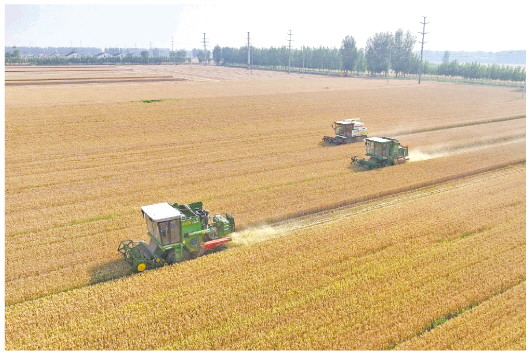 　□记者 卢鹏 通讯员 马红坤 报道 6月6日，聊城市茌平区冯官屯镇东封村，农民使用联合收割机收获小麦。