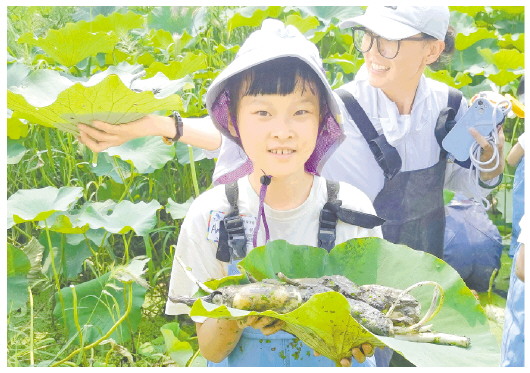 一名小学生在吴家堡的荷塘中体验采藕。（□记者 赵国陆 报道）