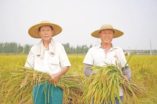 9月18日，济南兴沃农业科技开发股份有限公司种植的吴家堡黄河水稻开镰，工作人员脸上洋溢着丰收的喜悦。（□记者 王健 通讯员 郭珺琪 报道）